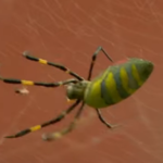 giant Joro spider in Beacon Hill
