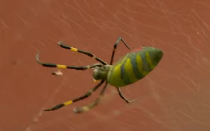 giant Joro spider in Beacon Hill