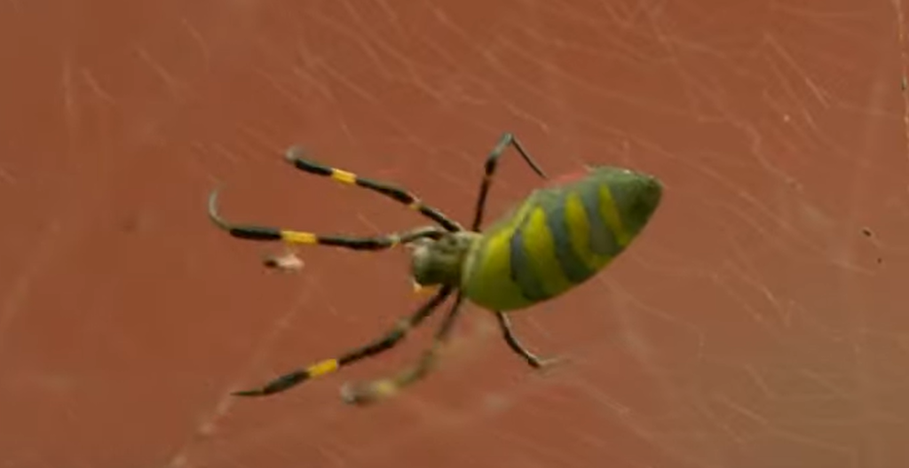 giant Joro spider in Beacon Hill