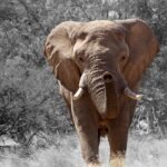 The largest land animal on Earth is the African elephant